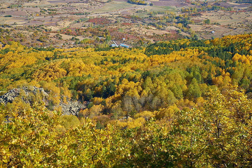 Vibrant autumn forest landscape with golden foliage and rolling hills