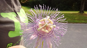 Close-up of a purple passion flower held in hand
