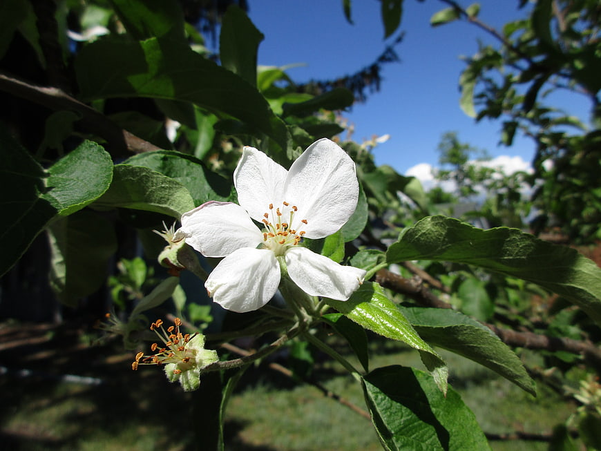 White Apple Blossom Close-Up on Green Branch Against Blue Sky