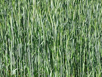 Close-up of green wheat field with stalks and ears