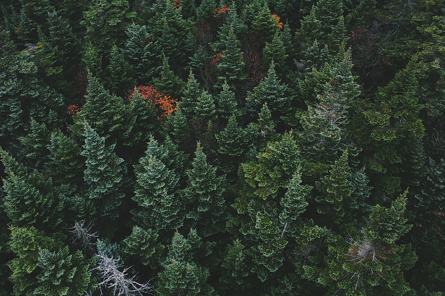 Aerial View of Dense Evergreen Forest with Autumn Colors
