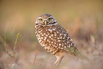 Burrowing Owl Portrait in Natural Grassland Habitat