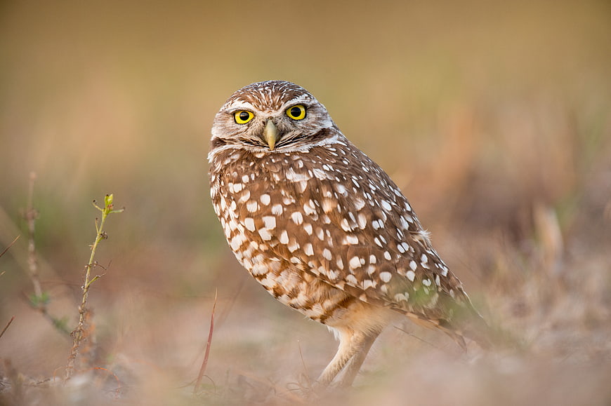 Burrowing Owl Portrait in Natural Grassland Habitat