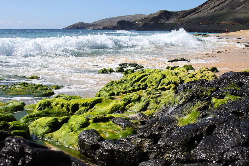 Vibrant Green Algae on Black Rocks by Ocean Waves