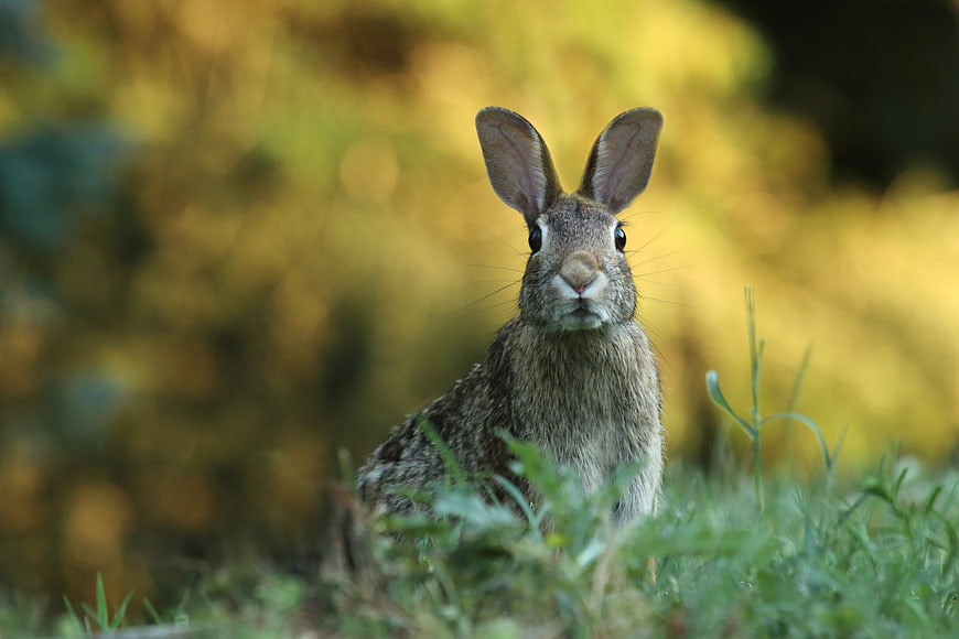 Wild Brown Rabbit Sitting in Green Grass with Blurred Background