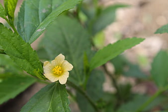 Close-up of a delicate yellow flower with green leaves