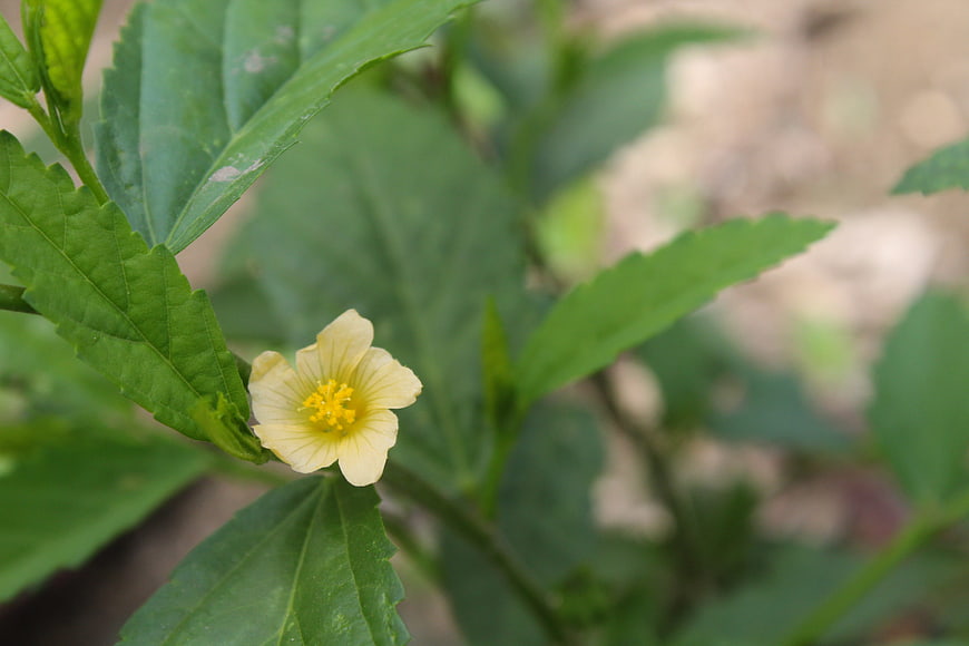 Close-up of a delicate yellow flower with green leaves
