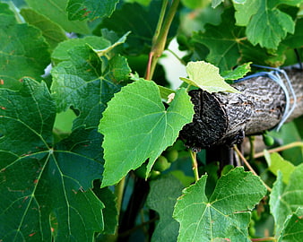 Close-up of green grapevine leaves and wooden support stake