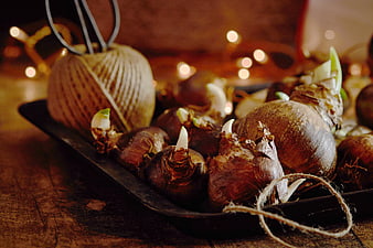 Rustic Flower Bulbs with Twine and Scissors on Wooden Table