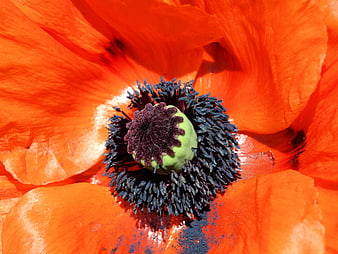 Macro Close-Up of Vibrant Orange Poppy Flower Center
