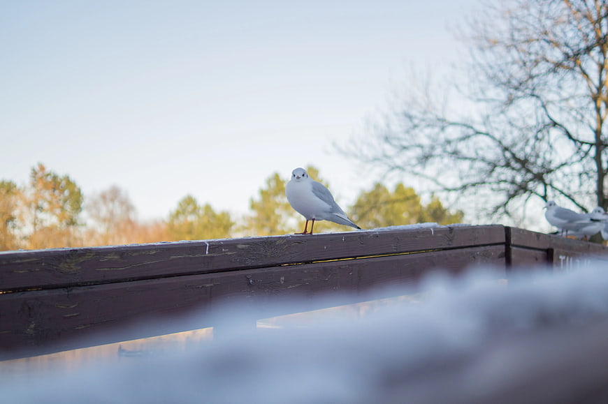 Seagull perched on wooden railing in winter park