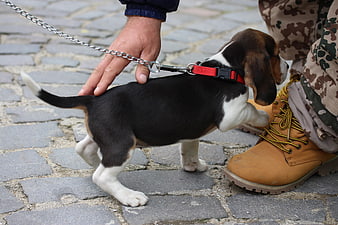 Cute Beagle Puppy on Leash Being Petted on Cobblestones
