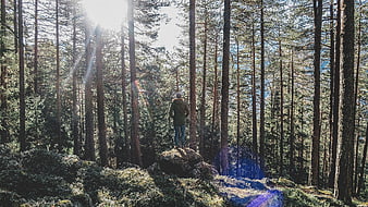Man standing on rock in sunlit pine forest