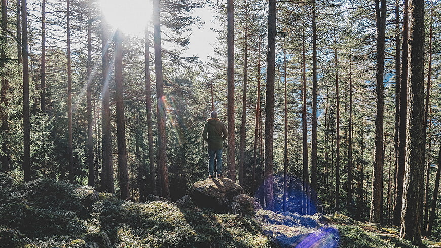 Man standing on rock in sunlit pine forest
