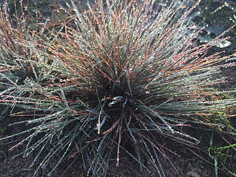 Close-up of ornamental grass with morning dew drops