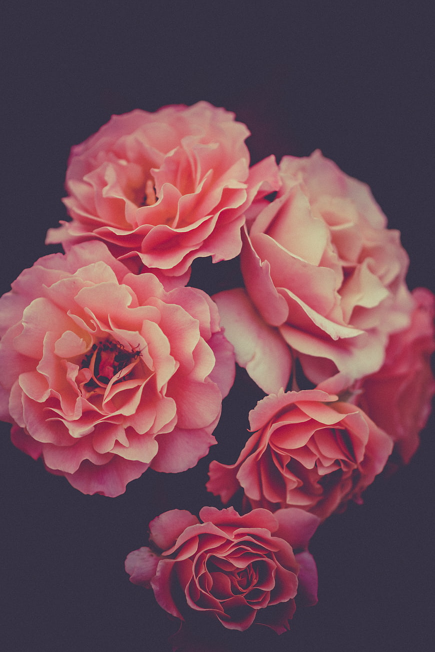 Pink Roses on Dark Background