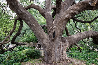 Ancient Oak Tree In San Antonio Garden