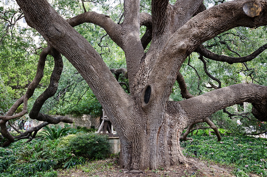 Ancient Oak Tree In San Antonio Garden