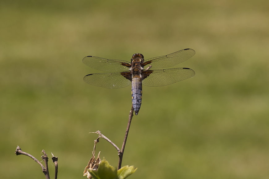 Blue Dasher Dragonfly Perched on Twig in Nature