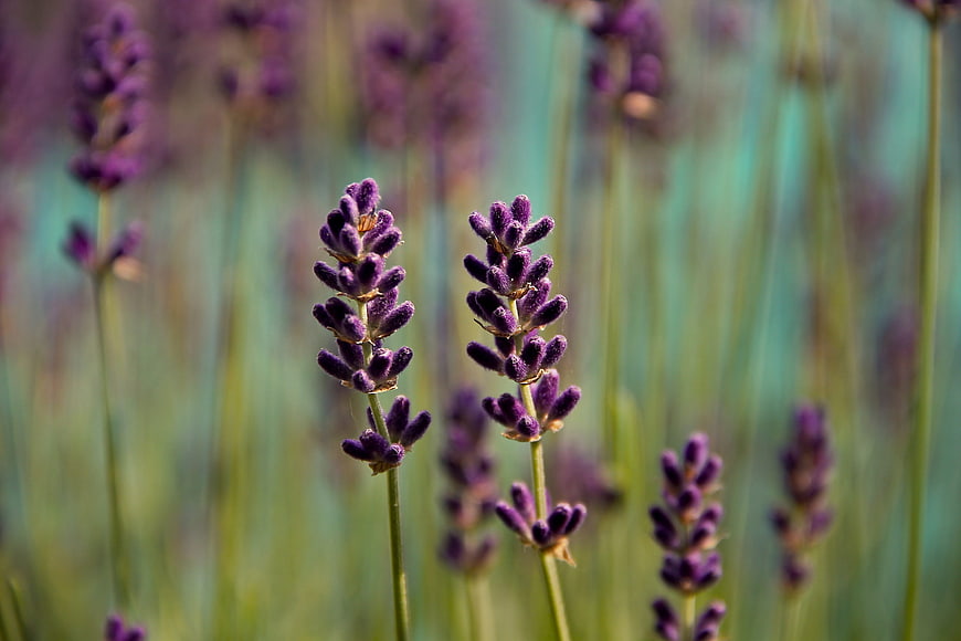 Close-up of purple lavender flowers in a field