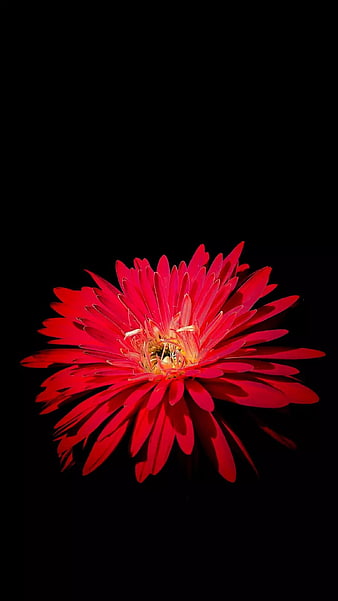Vibrant Red Gerbera Daisy on Black Background