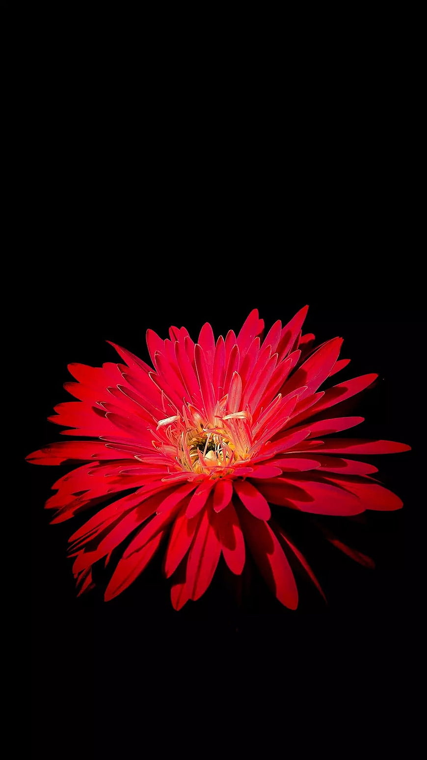 Vibrant Red Gerbera Daisy on Black Background