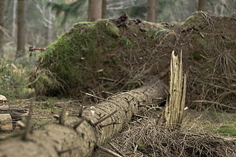 Fallen tree trunk with exposed roots and moss in forest