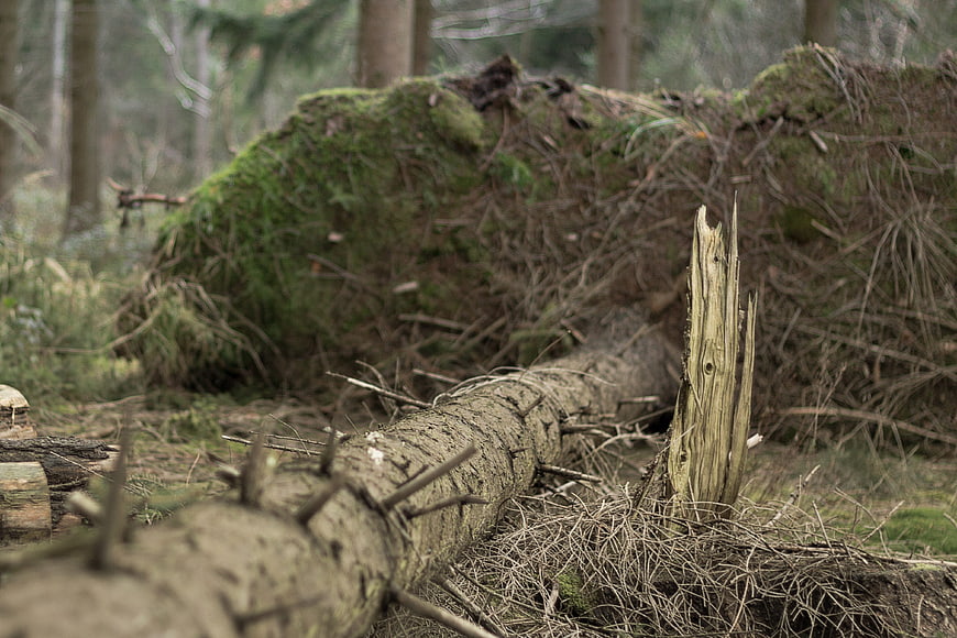 Fallen tree trunk with exposed roots and moss in forest