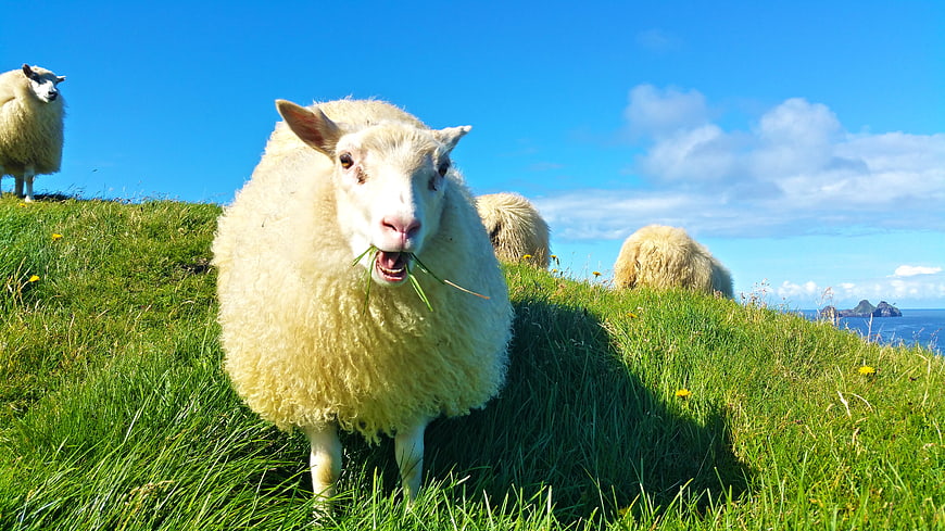 Sheep grazing on a green hillside in Iceland