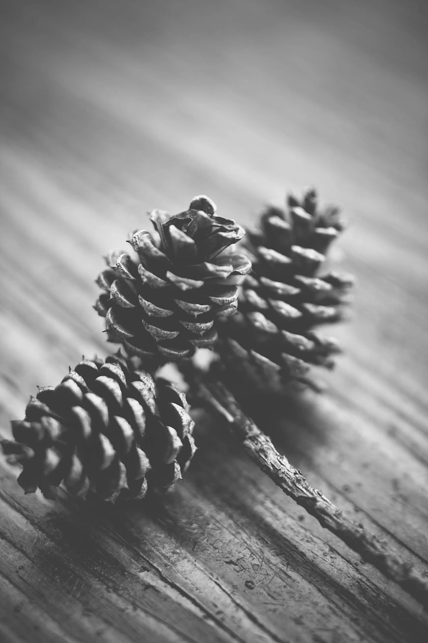 Black and White Pinecones on Rustic Wood