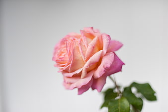 Close-up of a pink rose with water droplets on white background