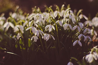 Close-up of white snowdrops blooming in early spring sunlight