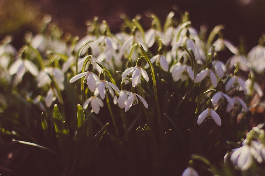 Close-up of white snowdrops blooming in early spring sunlight