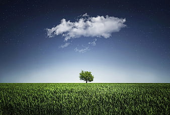 Lone Tree in Green Field Under Starry Sky