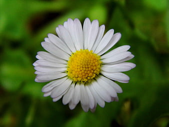 Close-up of a white daisy with yellow center on green background
