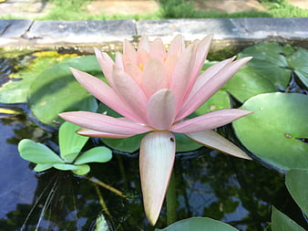 Pink Water Lily Bloom in Garden Pond