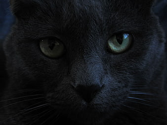 Close-up portrait of a black cat with striking green eyes in low light
