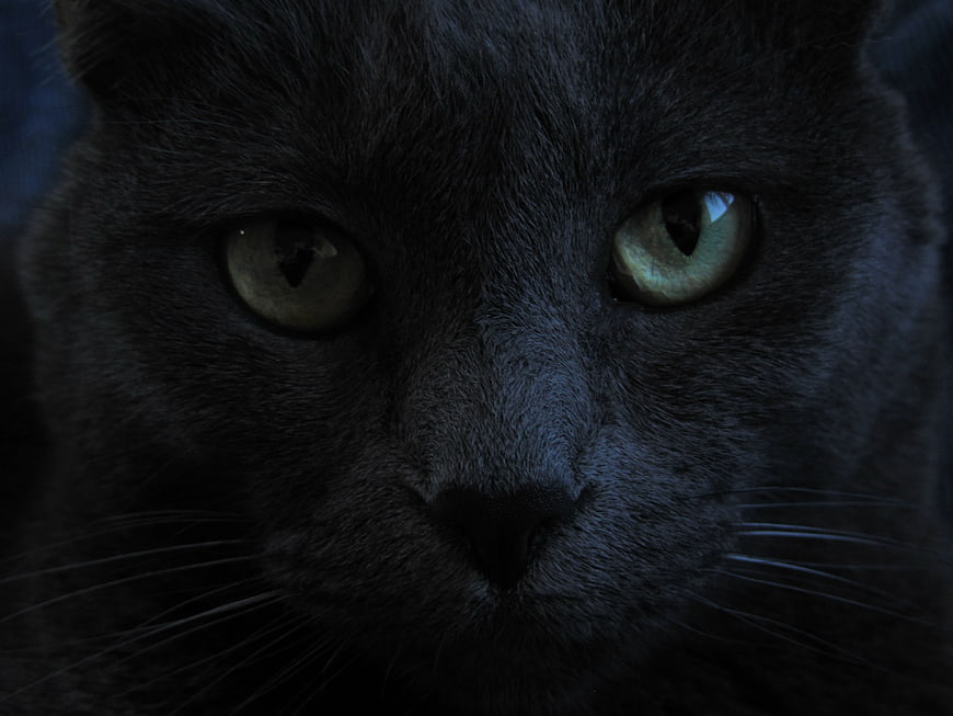 Close-up portrait of a black cat with striking green eyes in low light