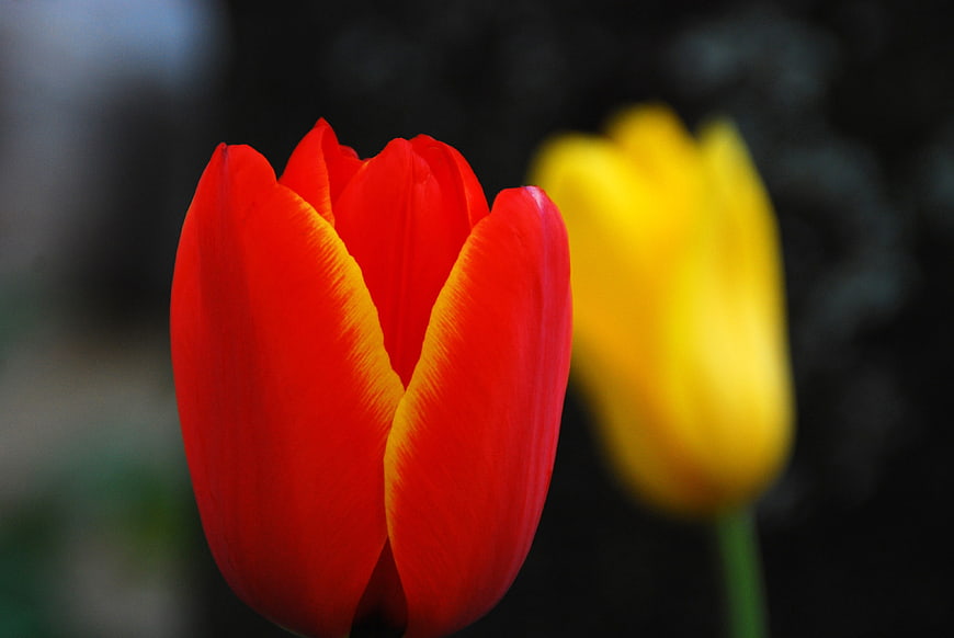 Vibrant Red Tulip with Yellow Background