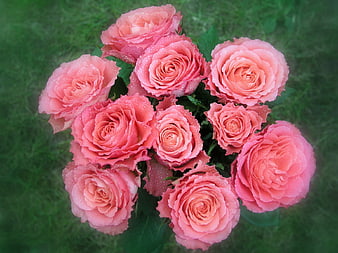 Bouquet of Pink Roses with Water Droplets on Green Grass