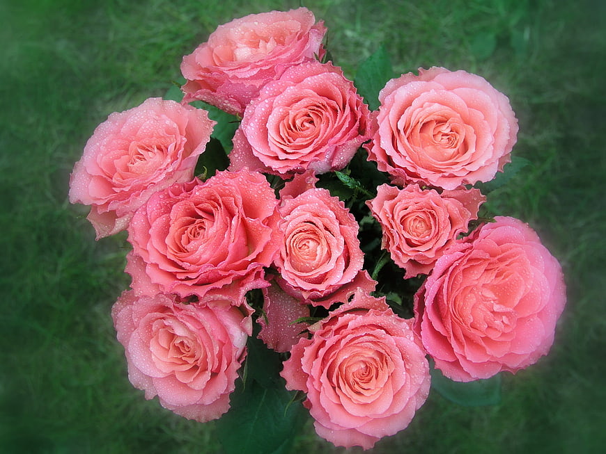 Bouquet of Pink Roses with Water Droplets on Green Grass