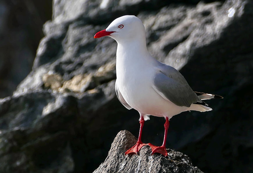 Black-headed Gull Standing on Rocky Shore