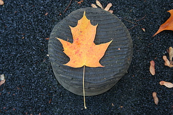Orange maple leaf on black stone in autumn
