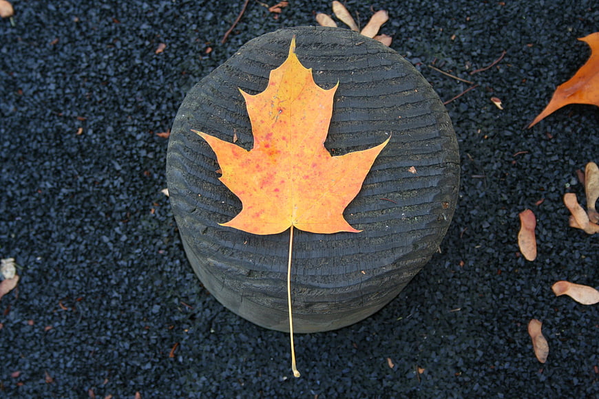 Orange maple leaf on black stone in autumn