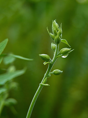 Close-up of green flower buds with water droplet