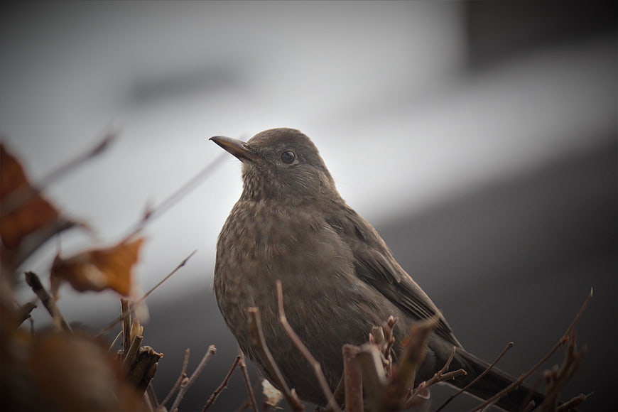 Close-up of a female blackbird perched on winter branches