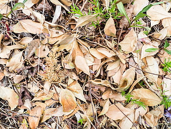 Close-up of dry brown autumn leaves on forest floor