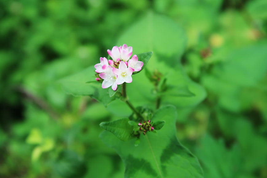 Pink and white wildflower cluster on green stem