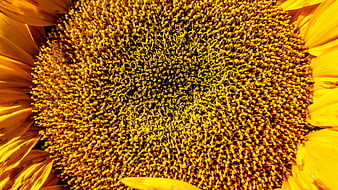 Close-up macro texture of a vibrant yellow sunflower center