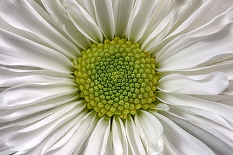 Macro Closeup of White Daisy with Green Center